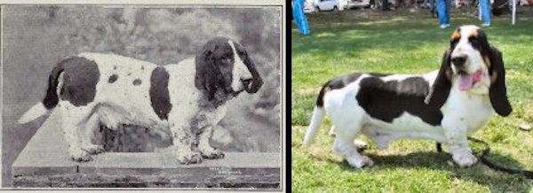 Basset Hound